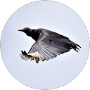 Kriss Carvajal Kriss Carvajal